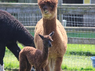 Alpaca livestock - Advert 7