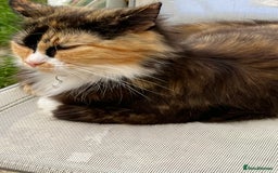 Mixed Breed cats for sale: Gorgeous fluffy kittens well socialised - Image 1