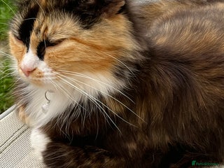 Mixed Breed cats for sale - Advert 1