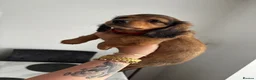 Miniature Dachshund dogs for sale: 5 Beautiful Miniature Dachshund Puppies  - Advert 6