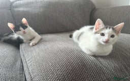 Mixed Breed cats for sale: READY NOW- 2 F Left. Beautiful Natures in Northampton - Image 4