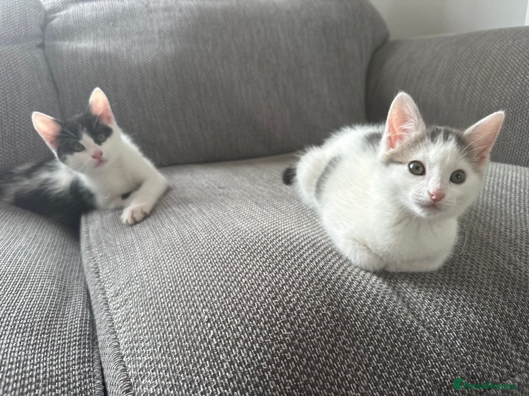 Mixed Breed cats for sale: READY NOW- 2 F Left. Beautiful Natures in Northampton - Image 4