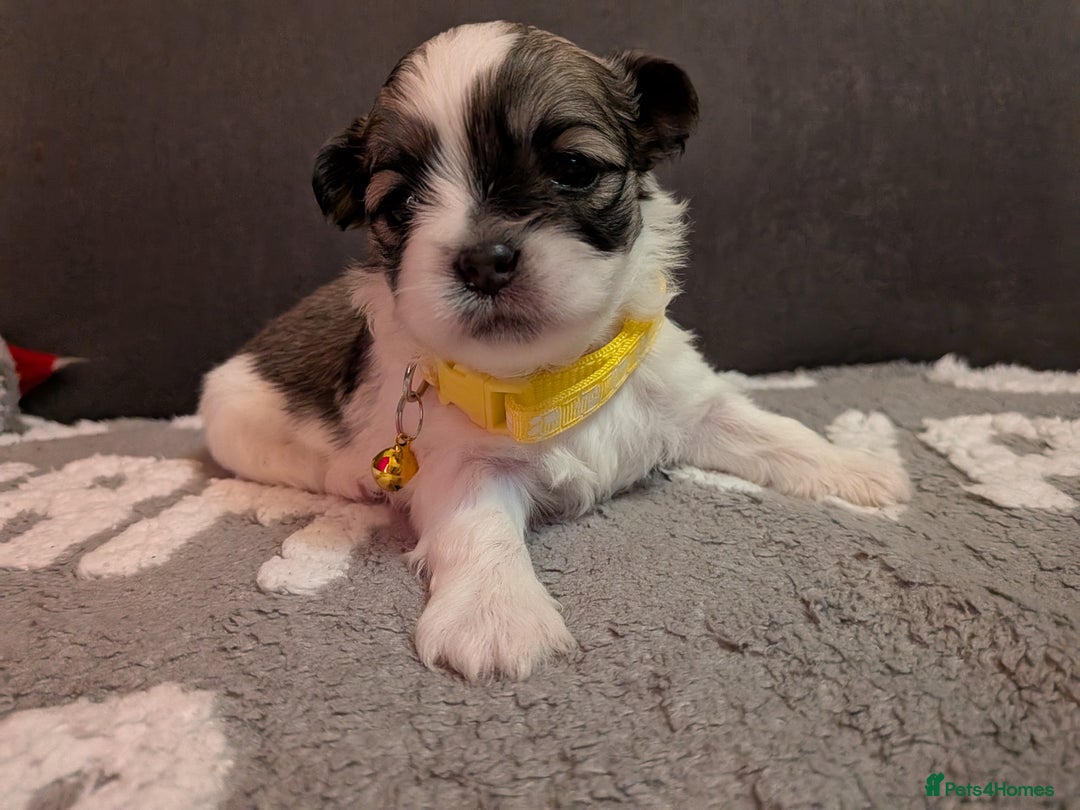 Lhasa Apso dogs for sale: 4 gorgeous Lhasa apso puppies  - Image 3