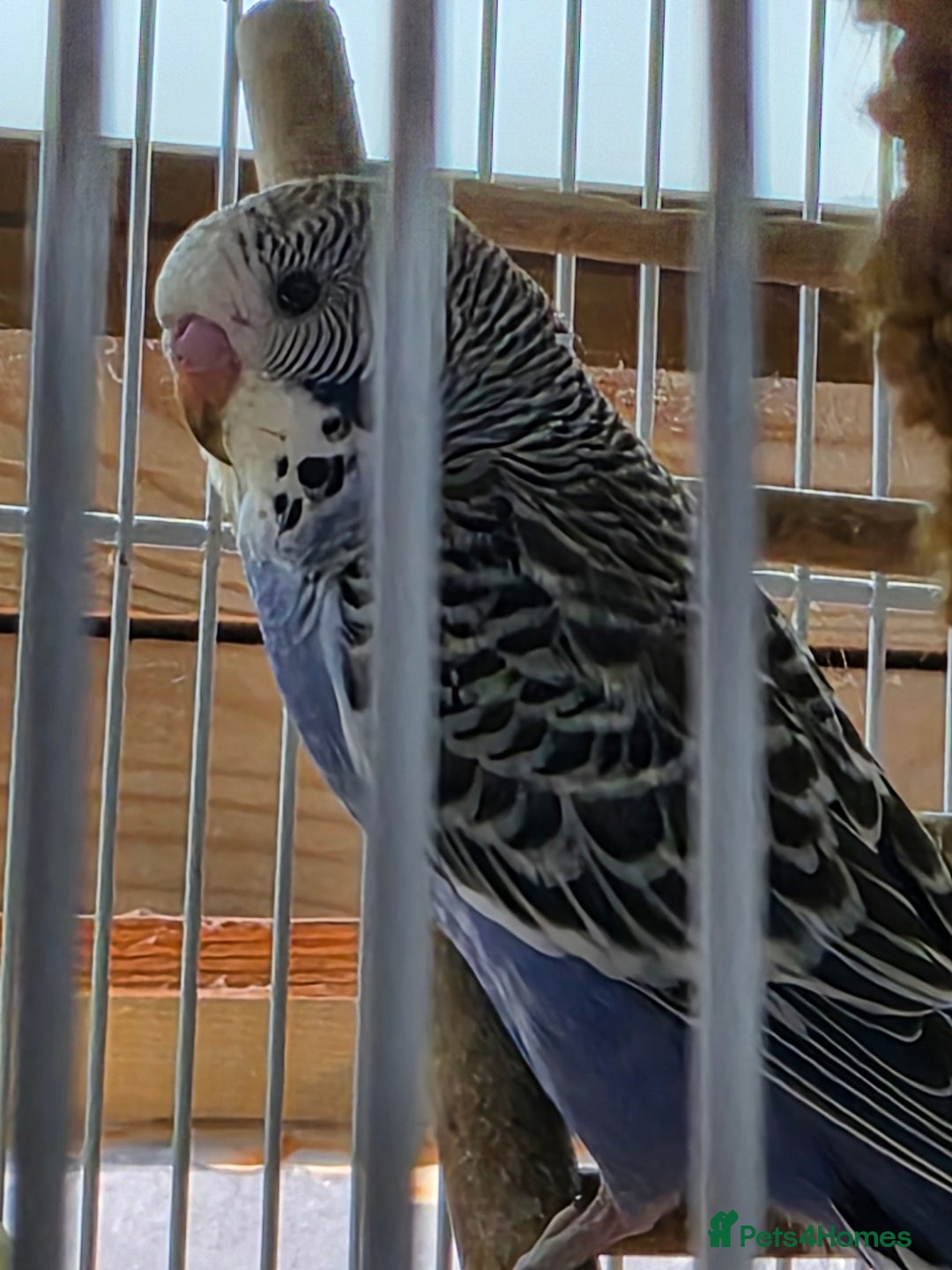 Budgerigars birds for sale: Baby budgie, Male - Image 1