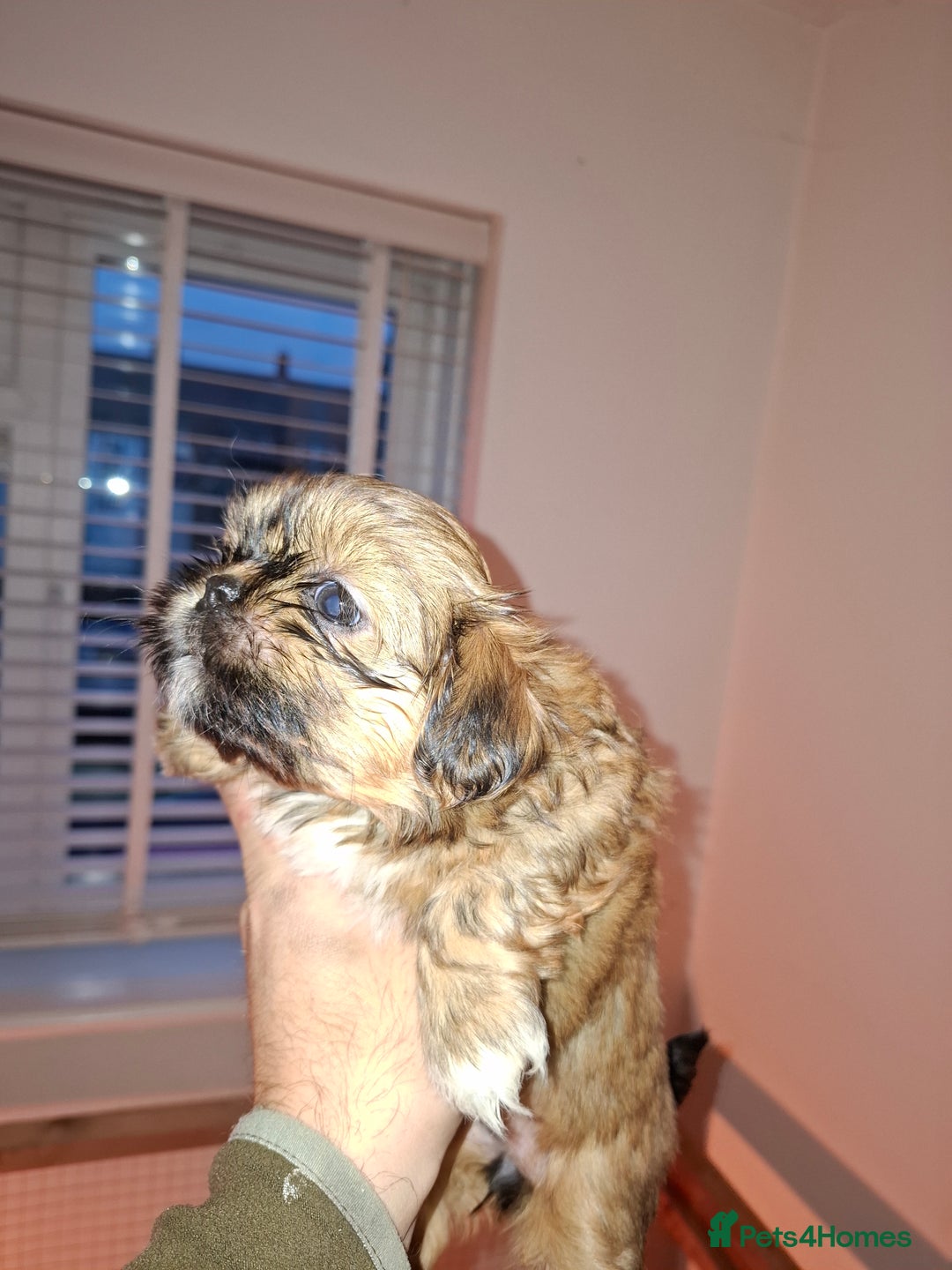 Shih Tzu dogs for sale: Shih tzu pups - Advert 9