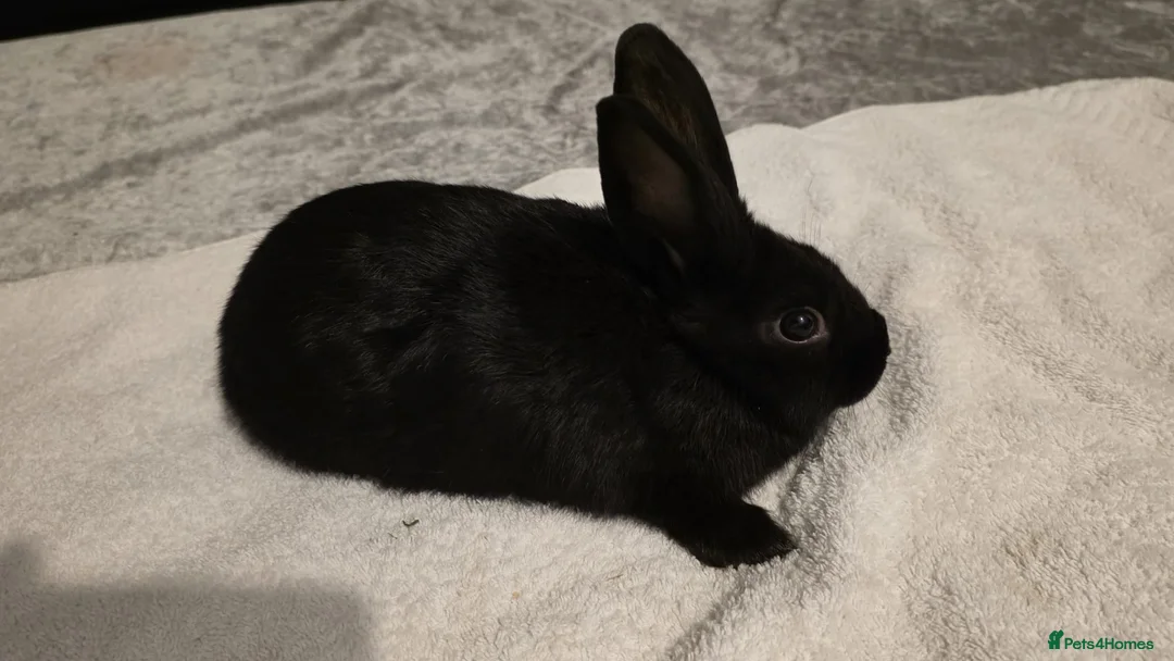 Dwarf Lop rabbits for sale: 10 weeks old - Advert 4