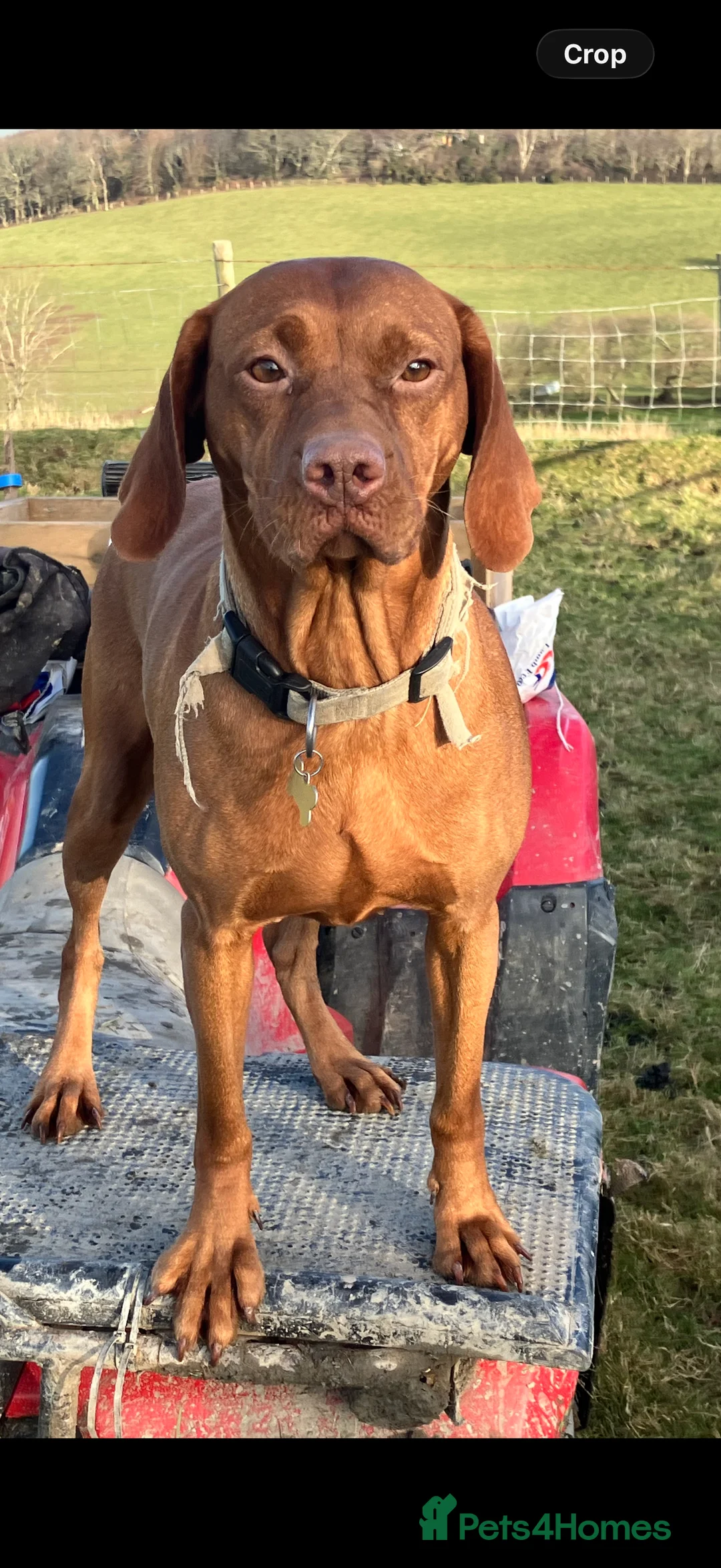 Hungarian Vizsla dogs for sale: Beautiful snooth haired Vizsla Pups - Advert 4