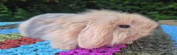 Angora rabbits for sale: 💜STUNNING TEDDYWIDDER X MINI LOP BABIES 💜 - Advert 4