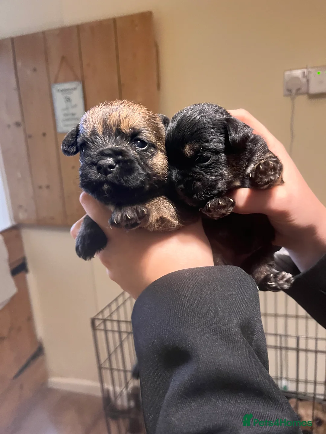 Border Terrier dogs for sale: 7 gorgeous Border Terrier puppies!!  - Advert 8