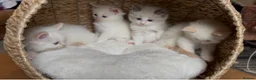 Ragdoll cats for sale: Stunning Ragdoll kittens Flame & Bicolour  - Advert 3