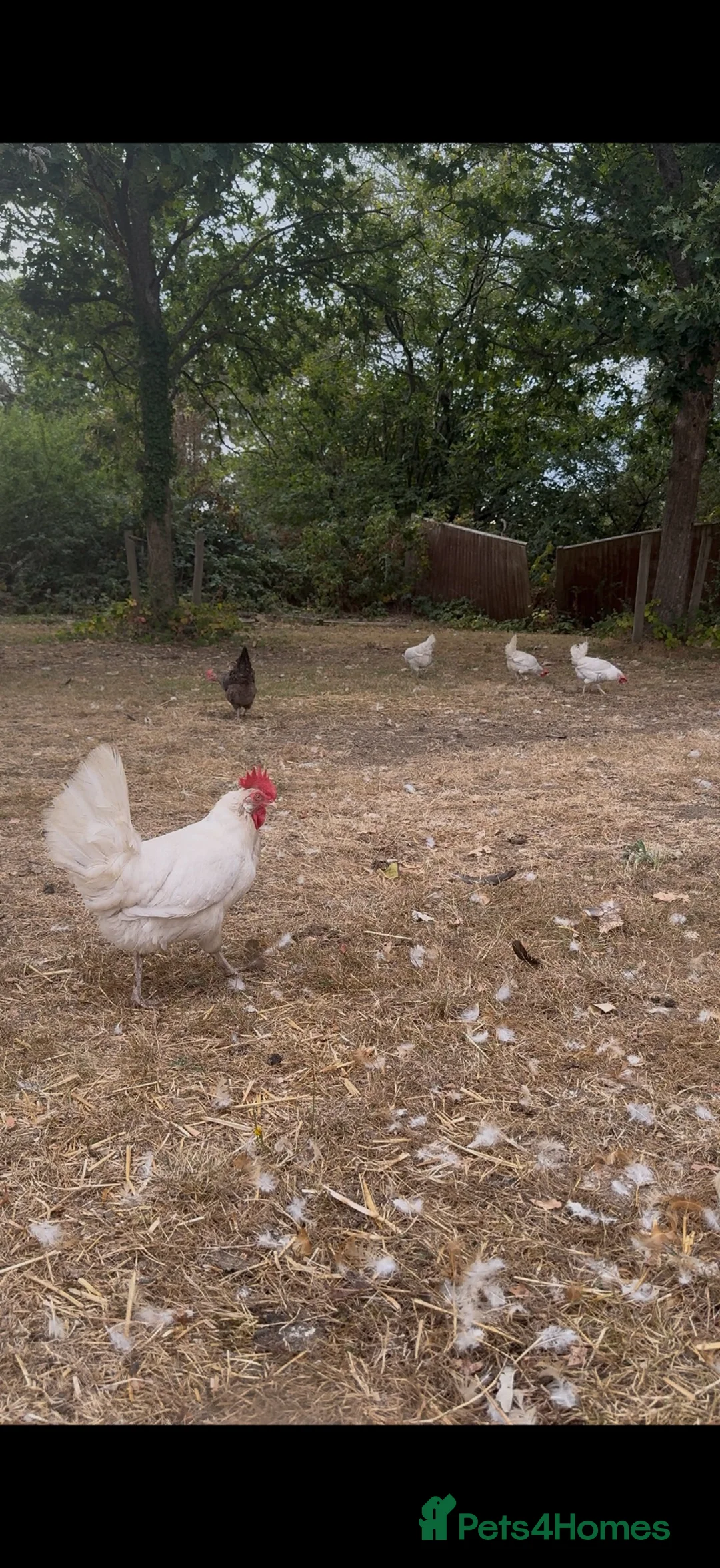 Chickens poultry for sale: Chickens for sale  in Tadworth - Advert 2