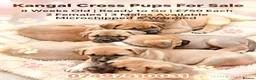 Mixed Breed dogs for sale:  £850! Ready! Stunning Kangal cross  - Advert 2
