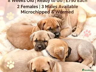 Mixed Breed dogs Ready to go! Stunning Kangal cross - Advert 6