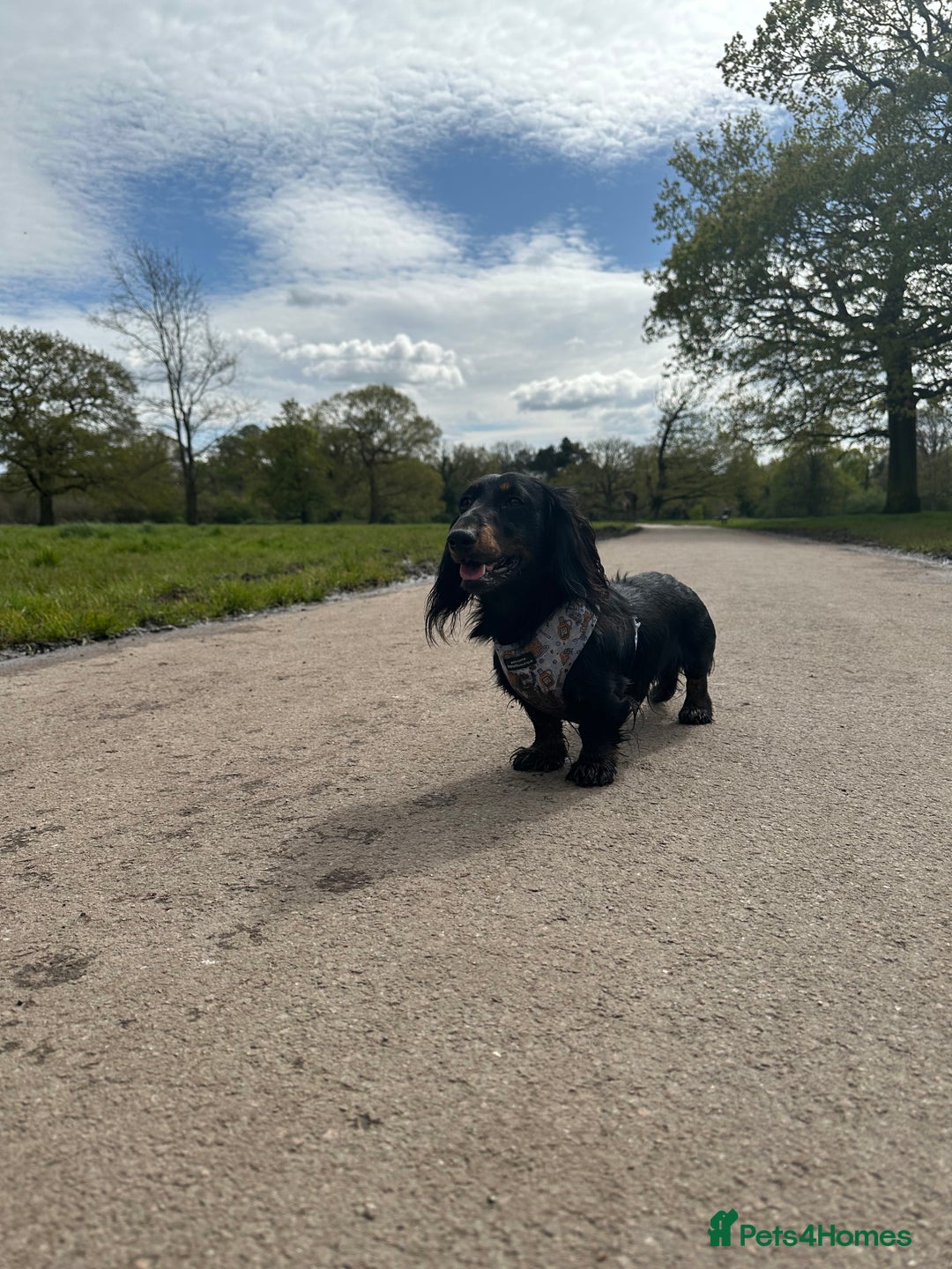 Miniature Dachshund dogs for stud: Black and Tan brindle - Miniature longhair STUD in Manchester - Advert 16