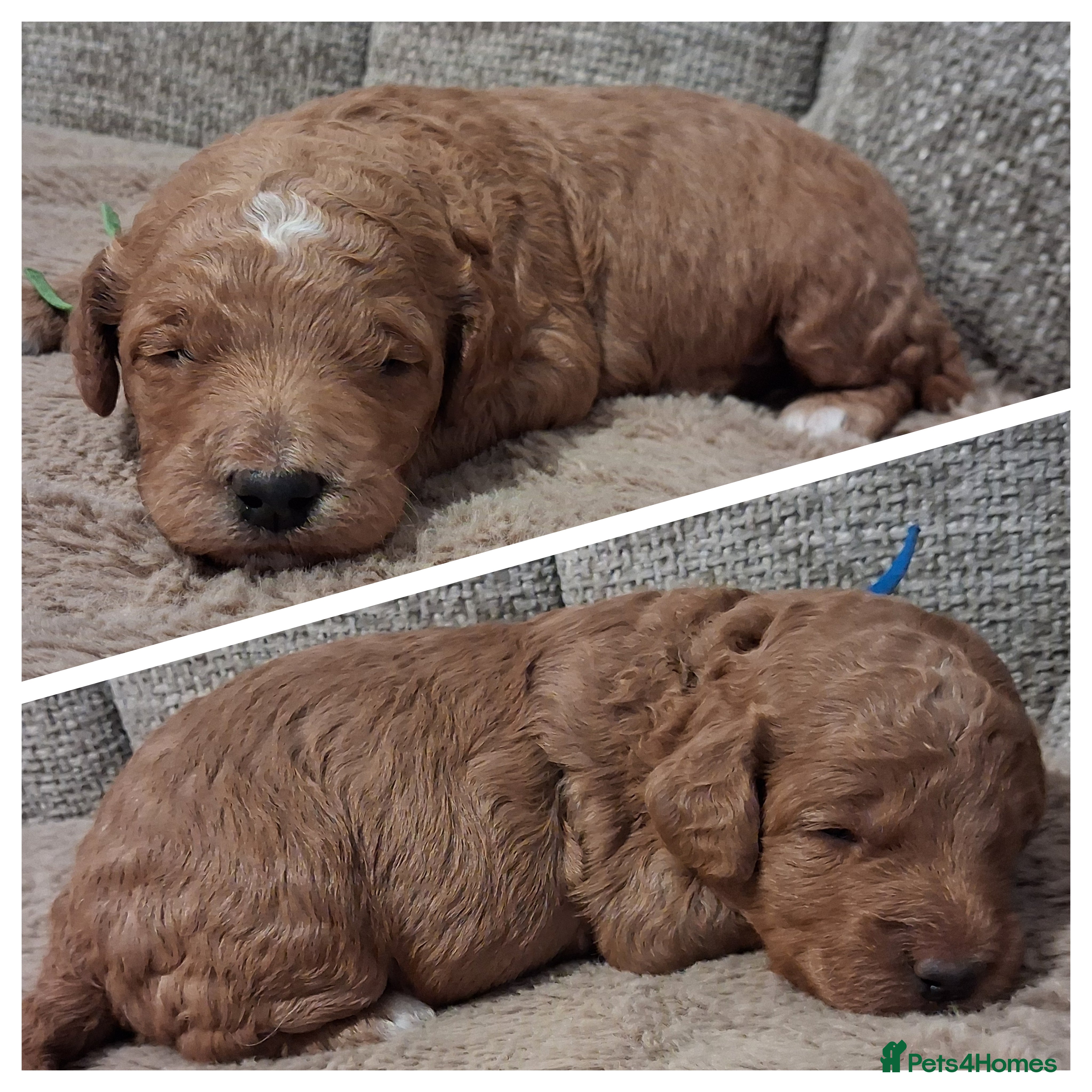 Mini Goldendoodle dogs F2b mini goldendoodles health tested - Advert 13