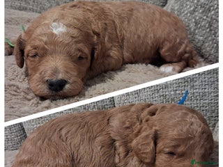 Mini Goldendoodle dogs F2b mini goldendoodles health tested - Advert 17