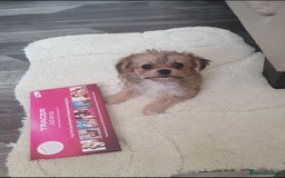 Morkie dogs for sale: Morkie puppies ready to leave  - Image 3