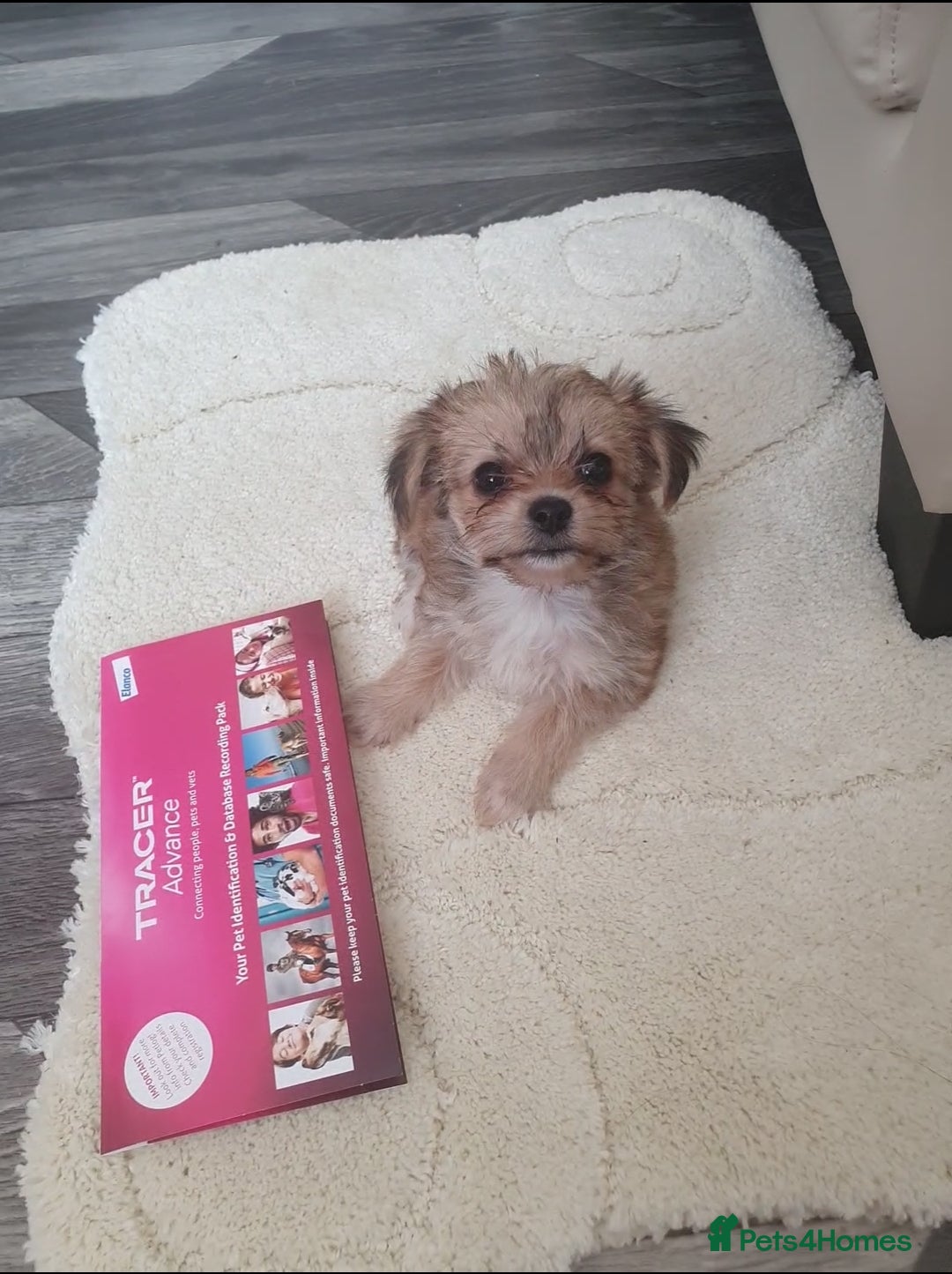 Morkie dogs for sale: Morkie puppies ready to leave  - Image 3