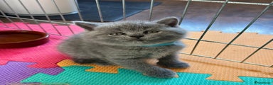 British Shorthair Kitten 1