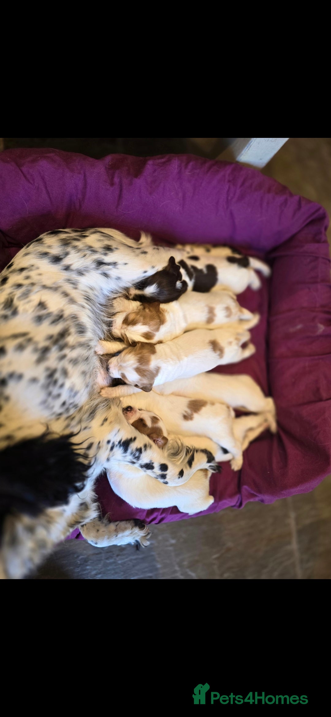 Sprocker dogs for sale: Sprockers - Image 3