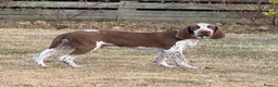 Bracco Italiano dogs for sale: Male Bracco Italiano  - Advert 9