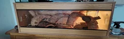 Python Snake reptiles for sale: Mojave Pied Het Albino Ball Python - Advert 9