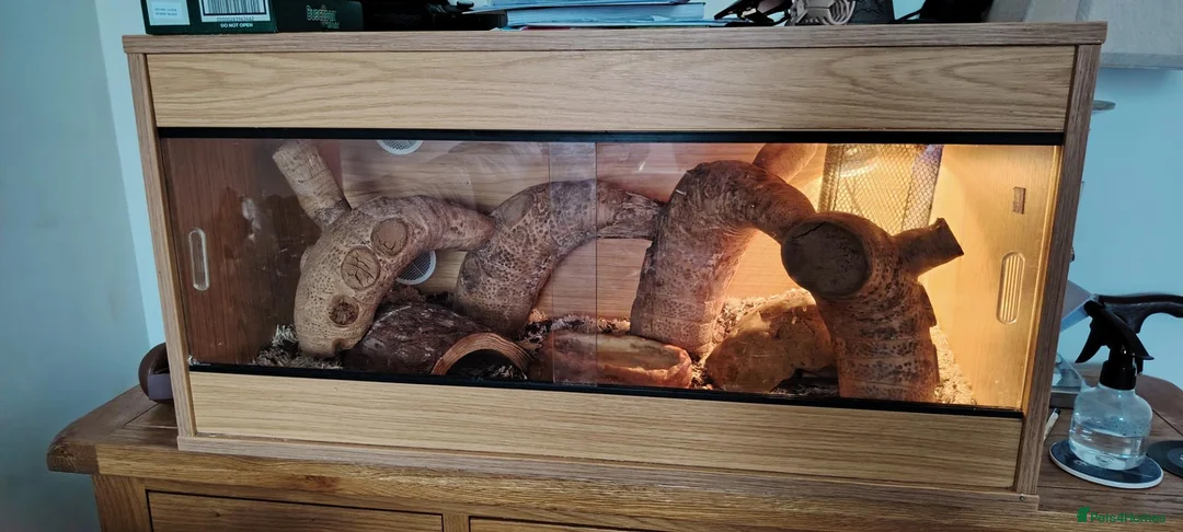 Python Snake reptiles for sale: Mojave Pied Het Albino Ball Python - Advert 9