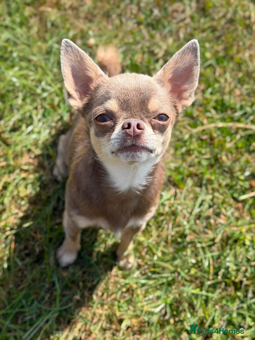Chihuahua dogs for stud: Beautiful smooth lilac coat chihuahua boy in Stockton-on-Tees - Advert 2