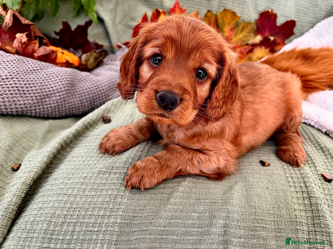 Mixed Breed dogs for sale: Cockapoo/Cavapoo Mix Puppies Available 10 Nov 25 - Image 25