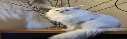Maine Coon cats for stud: Sir Aslan Silver Shaded Stud  - Advert 5