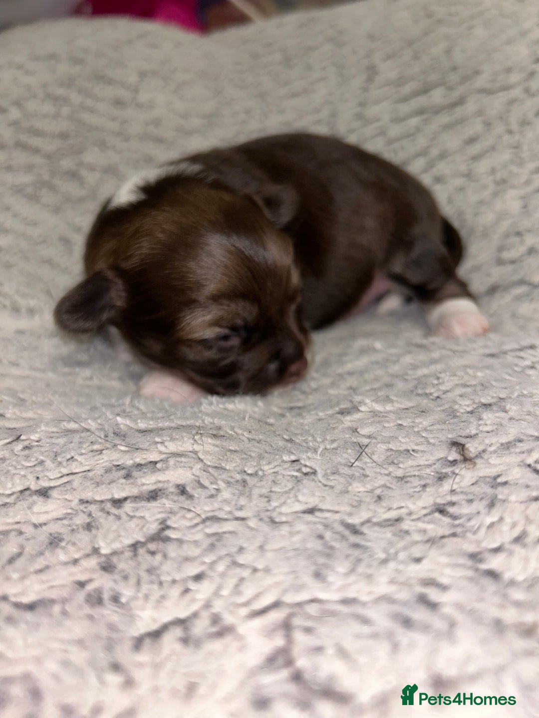 Chihuahua dogs for sale: 2x Purebred Chihuahua⭐️⭐️ - Image 6