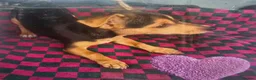 Jack Russell dogs for sale: Jack Russell puppy’s  - Advert 6