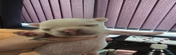 French Bulldog dogs for sale: French bulldog puppies  - Advert 5