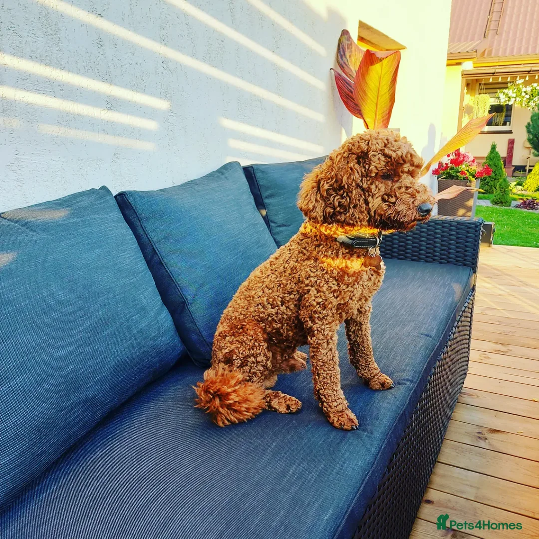 Miniature Poodle dogs for stud: PROVEN Miniature Poodle Stud - Champion Lines KC in Orpington - Advert 7