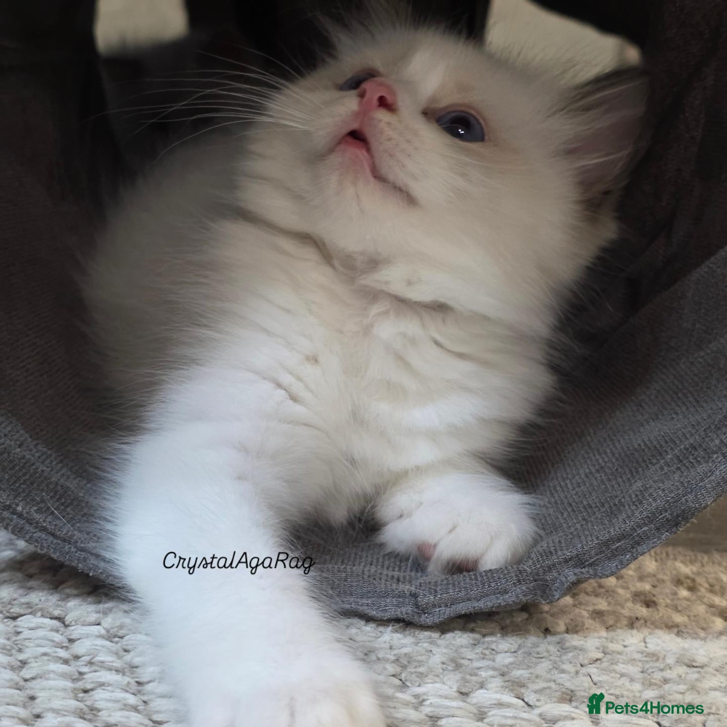 Ragdoll cats for sale: 🐾✨ Champion Line Ragdoll Kittens for Sale ✨🐾 - Advert 5
