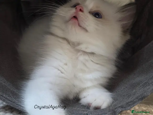 Ragdoll cats for sale: 🐾✨ Champion Line Ragdoll Kittens for Sale ✨🐾 - Advert 5