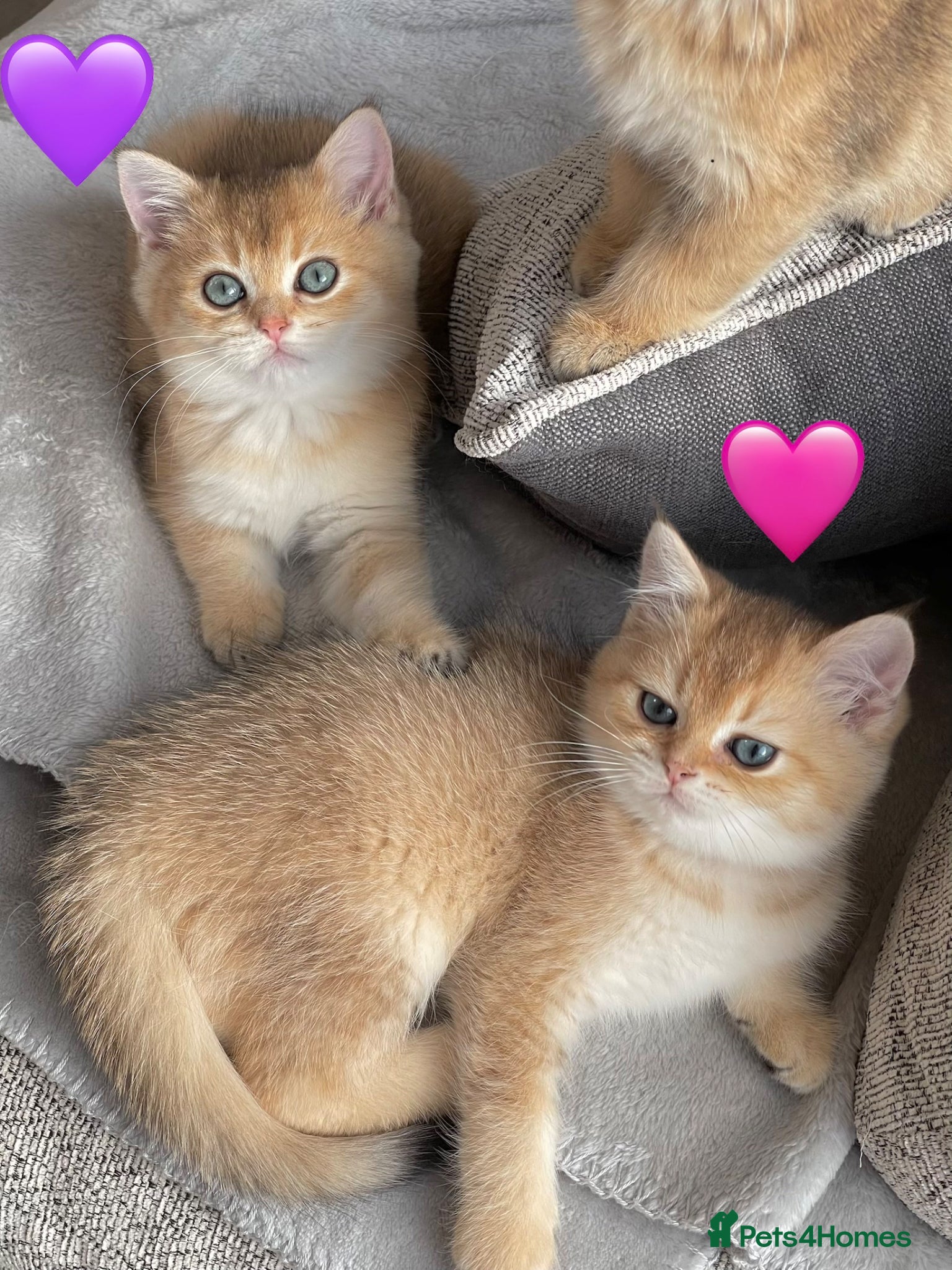 British Shorthair cats ❗️2 left❗️GCCF Stunning Golden BSH kittens (girls) - Advert 4