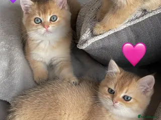 British Shorthair cats ❗️2 left❗️GCCF Stunning Golden BSH kittens (girls) - Advert 4