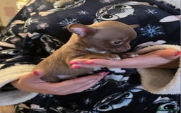 Chihuahua dogs for sale: Stunning Chocolate Chihuahua Puppies 🐶 - Image 9