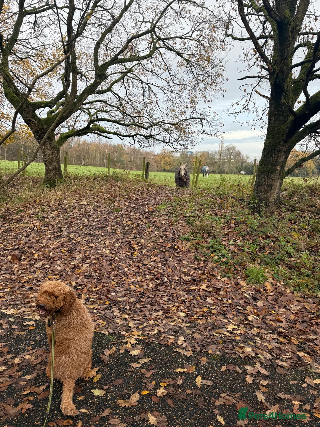 Cockapoo dogs for sale: 2 year old cockapoo in Lymm - Advert 2