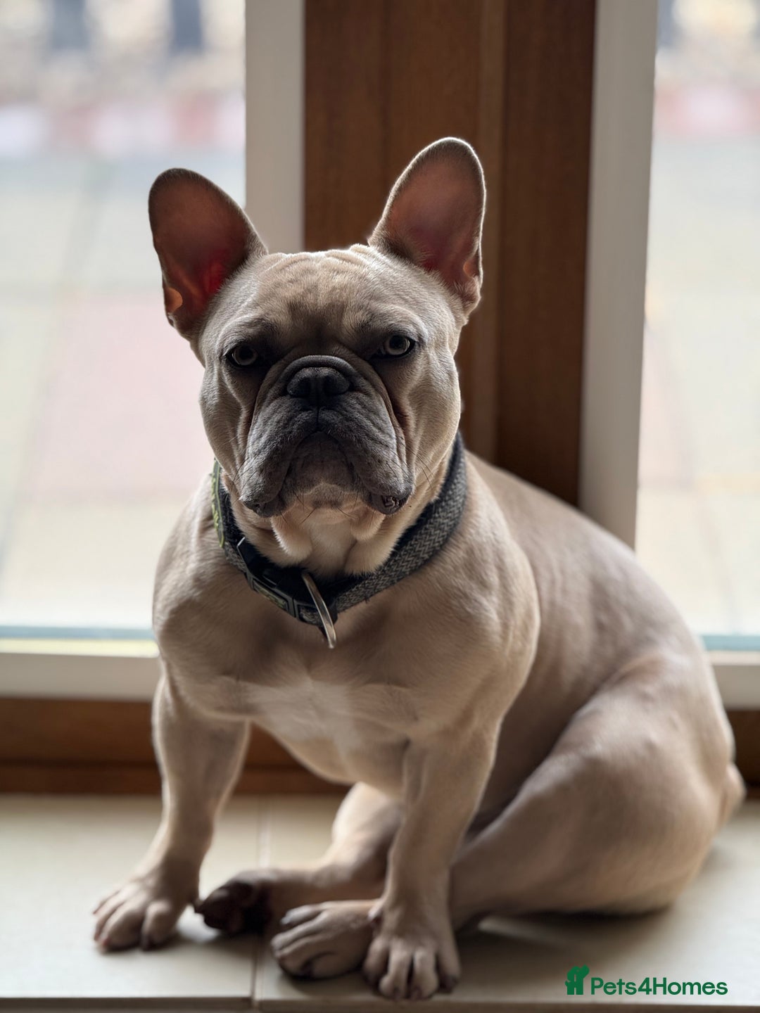French Bulldog dogs for sale: French bulldog puppy announcement  - Advert 2