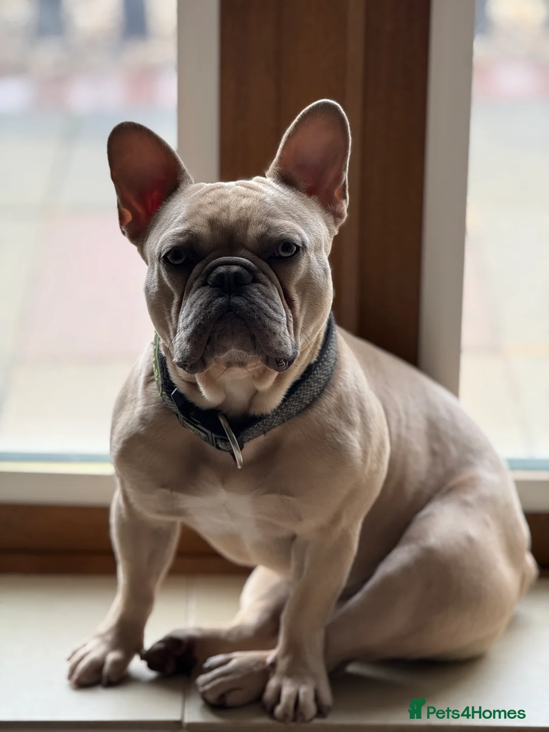 French Bulldog dogs for sale: French bulldog puppy available  - Advert 2