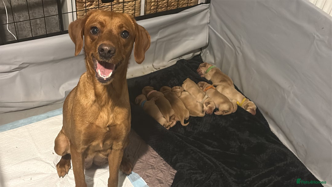 Labrador Retriever dogs for sale: Beautiful Labrador Pup - Advert 1