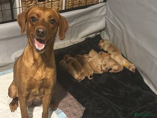 Labrador Retriever dogs Beautiful Labrador Pup - Advert 1