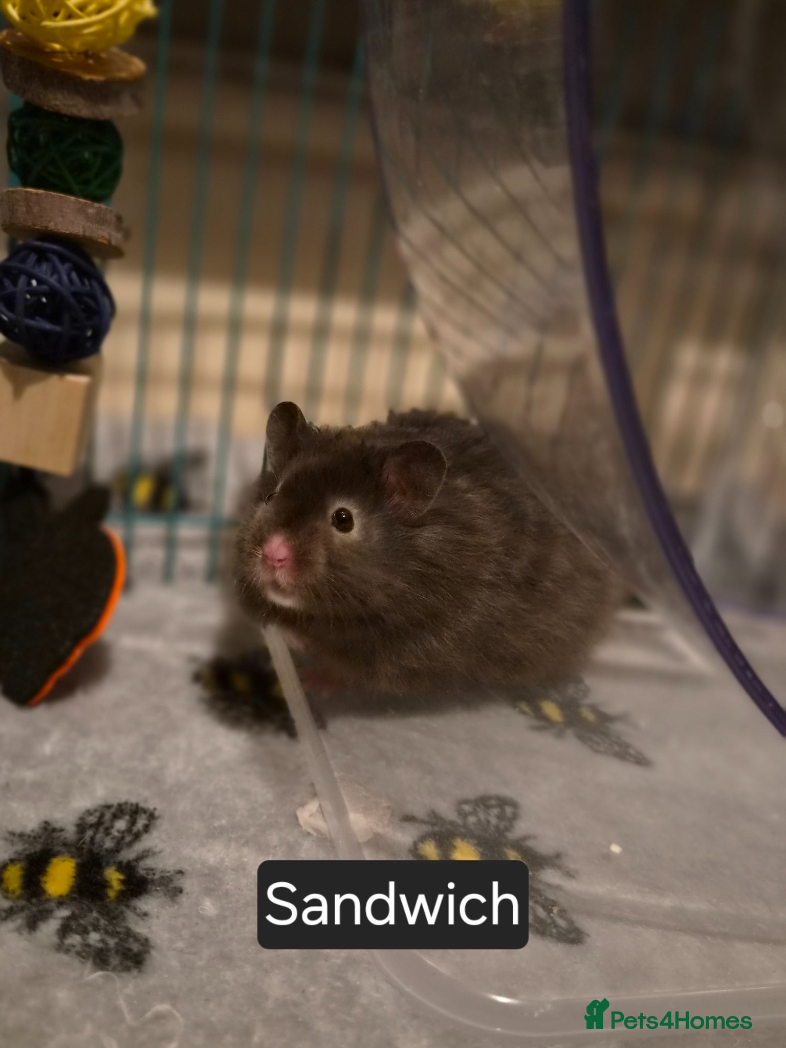 Hamster rodents Male Long Haired Pedigree Syrian Hamster Pups  - Advert 2