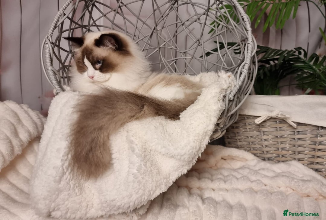 Ragdoll cats for sale: Quality Tica reg Ragdoll kittens  - Advert 2