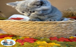 British Shorthair cats for sale: 3 British short hair / long hair kittens  - Image 32