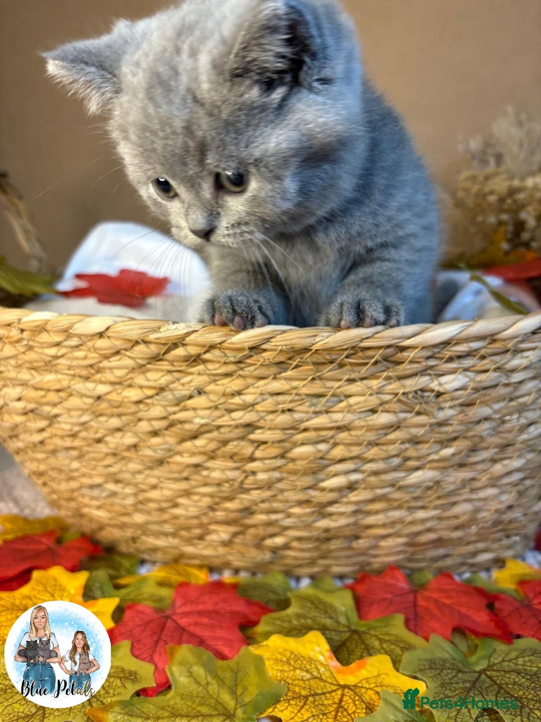 British Shorthair cats for sale: 3 British short hair / long hair kittens  - Image 32