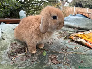 Lionhead rabbits Last lil mini lop baby girl - Advert 8
