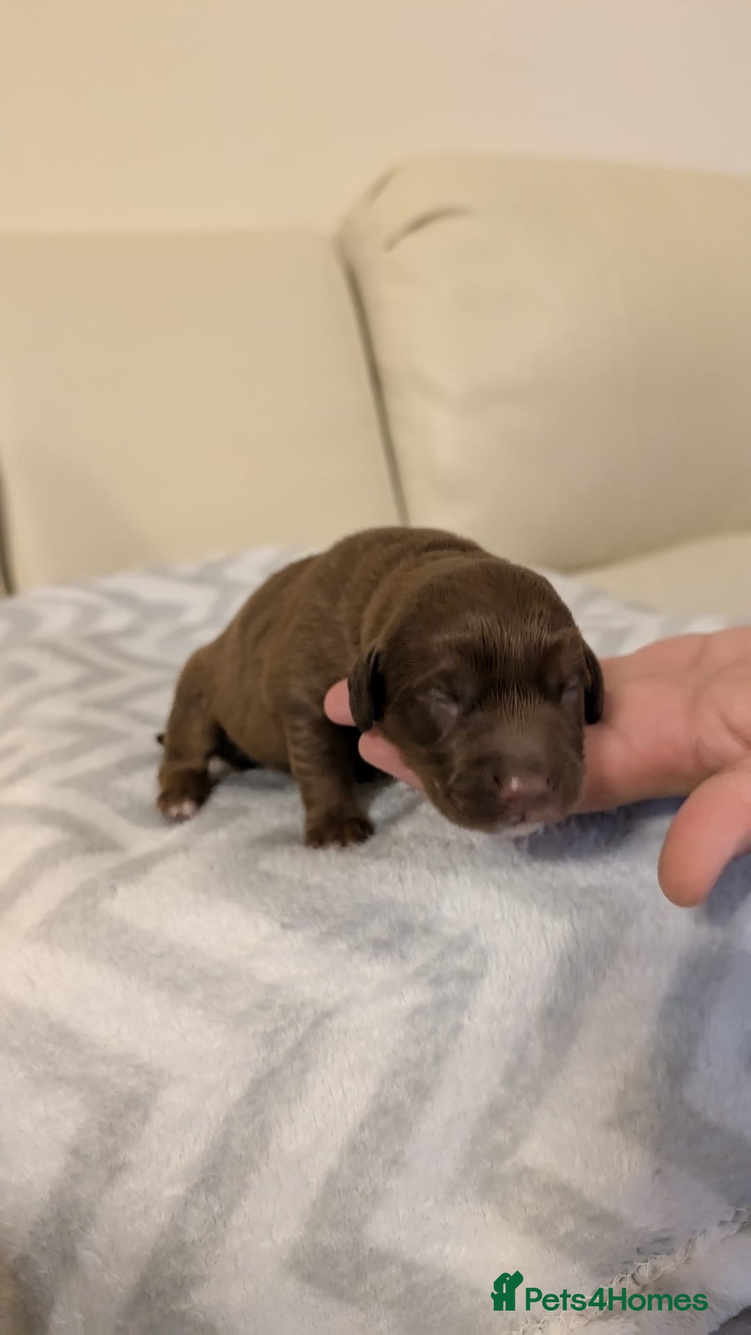 Labradoodle dogs for sale: 11 adorable Labradoodle puppies - Image 6